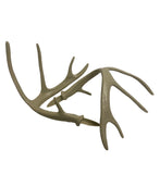 Whitetail Deer Replacement Antlers