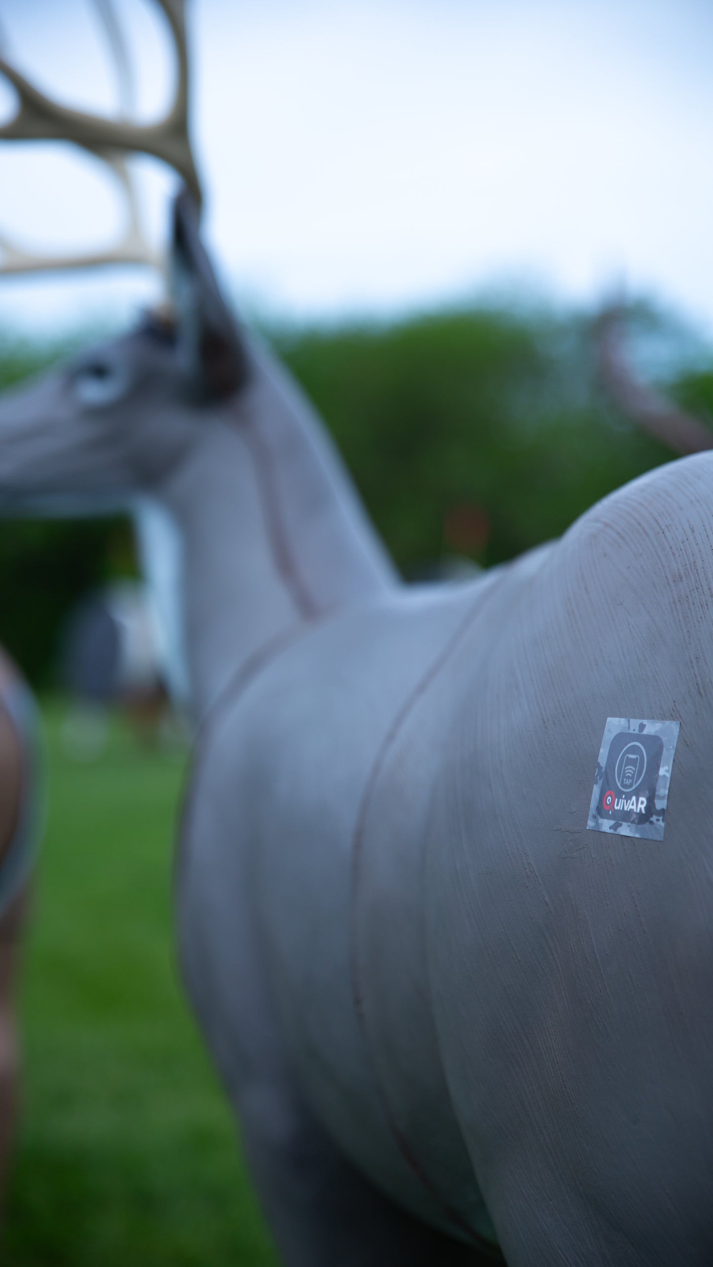 Mule Deer X-Ray Series