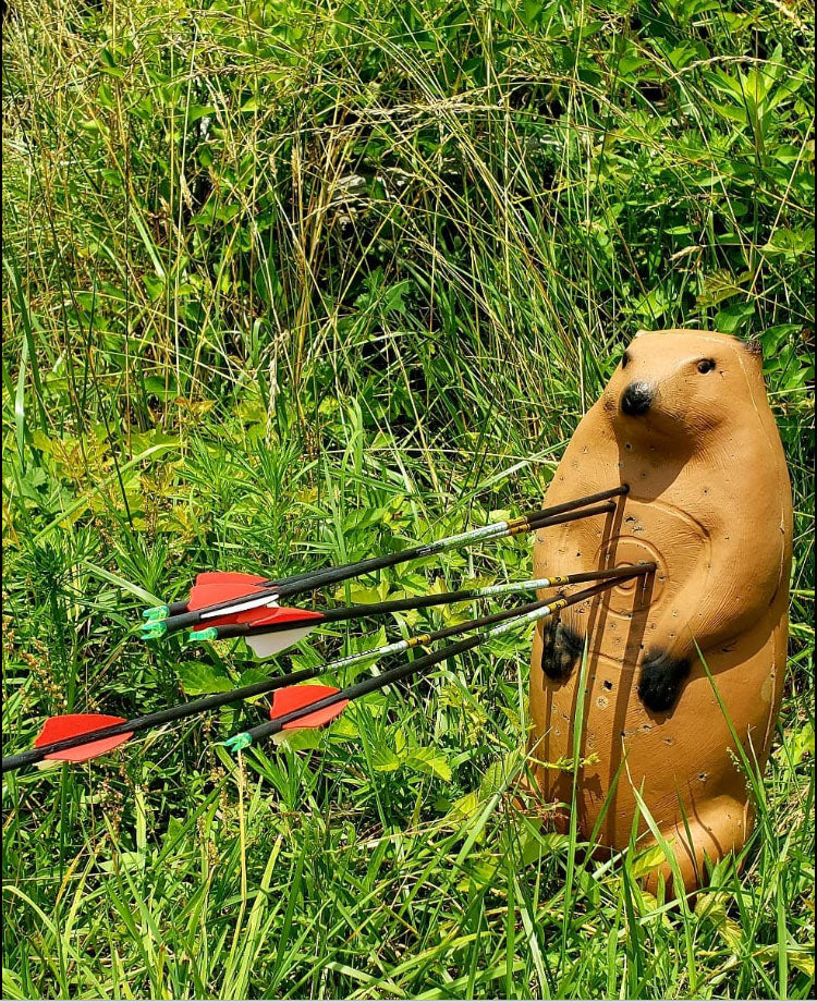 Groundhog target with arrows in it
