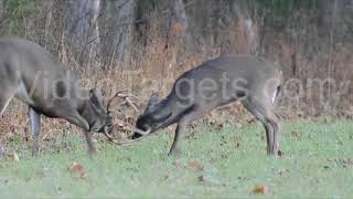 Rutting Bucks Shooting Set