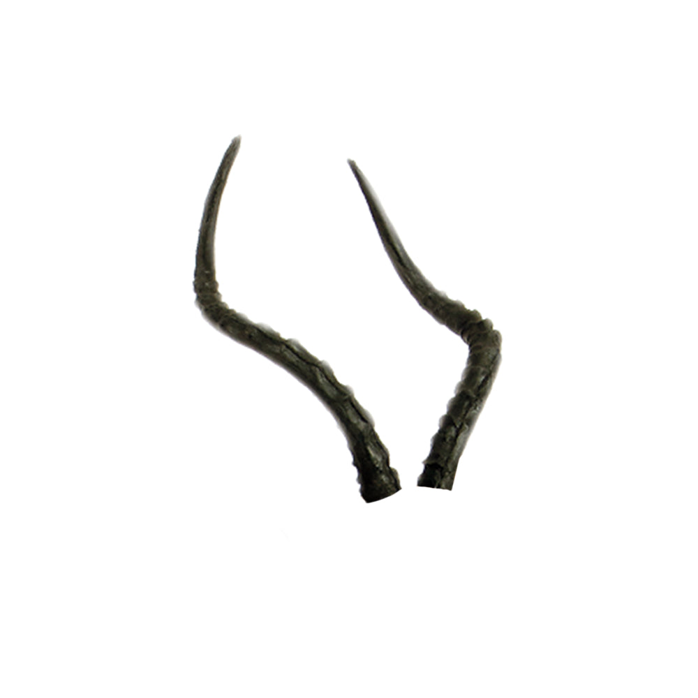 Real Wild 3D African Impala Replacement Horns (Horns Only)