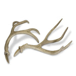 Mule Deer Antlers