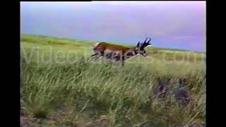 Pronghorn Shooting Set - *Requires Live Hunt Player